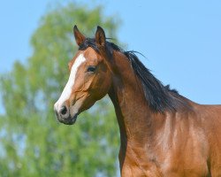 broodmare Hepburn SL (Hanoverian, 2014, from Herbstkönig 2)