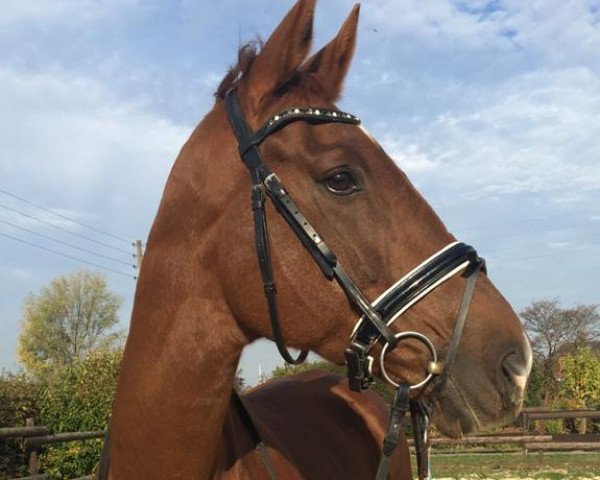 jumper Sandra B (Trakehner, 2007, from Stubbendorff)