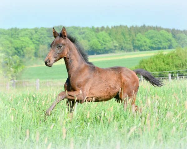 dressage horse SID (Hanoverian, 2018, from San Amour I)