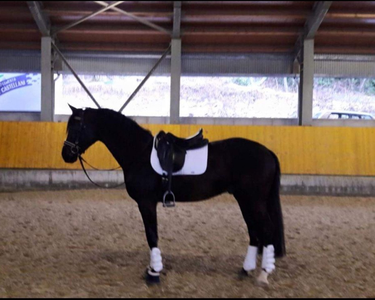 Pferd Fürst Rubino dei Castellani (Italienisches Warmblut, 2013, von Fürst Heinrich)