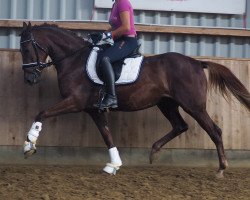 dressage horse Cascada (German Riding Pony, 2015, from Kastanienhof Cockney Cracker)