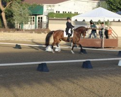 dressage horse Winston (KWPN (Royal Dutch Sporthorse), 2003, from Son de Niro)