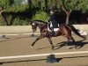 jumper Carlos Ramirez (Hanoverian, 2007, from Cardenio)