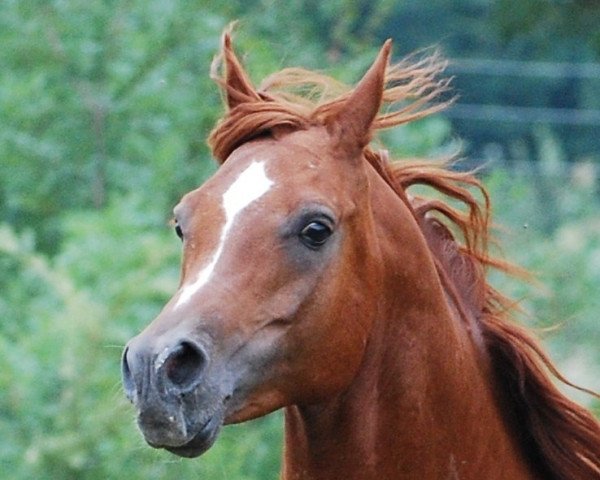 stallion Mufagji ox (Arabian thoroughbred, 2002, from Ken Asam EAO)