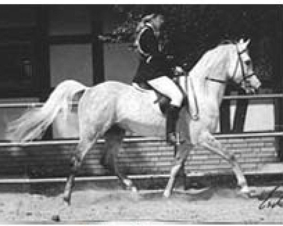 stallion El Thay Masoud ox (Arabian purebred, 1981, from Ibrahim 1973 ox)