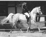 stallion El Thay Masoud ox (Arabian thoroughbred, 1981, from Ibrahim 1973 ox)