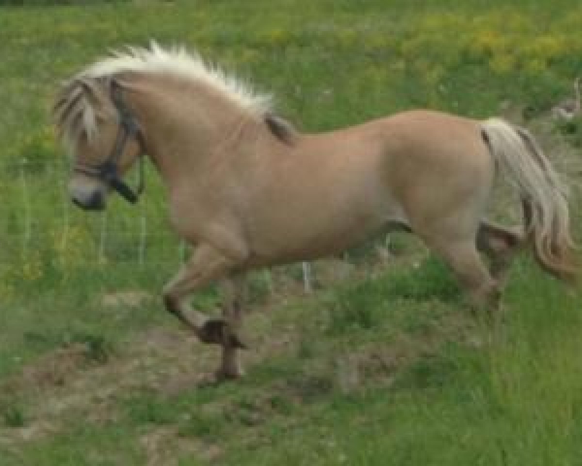 stallion Valea's Vesle (Fjord Horse, 1990, from Anvils Baldur)