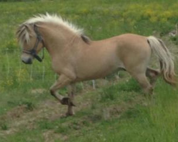 stallion Valea's Vesle (Fjord Horse, 1990, from Anvils Baldur)