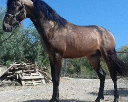 Pferd Dola (Lusitano,  )