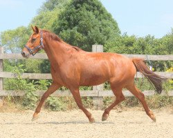 jumper Jolinthos (KWPN (Royal Dutch Sporthorse), 2014, from Zavall VDL)