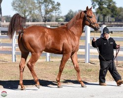 horse Glenn´s Jumper xx (Thoroughbred, 2016, from Trappe Shot xx)