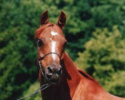 broodmare Ken Mufaji ox (Arabian thoroughbred, 1990, from Ken Mashari Ibn Halim Shah ox)