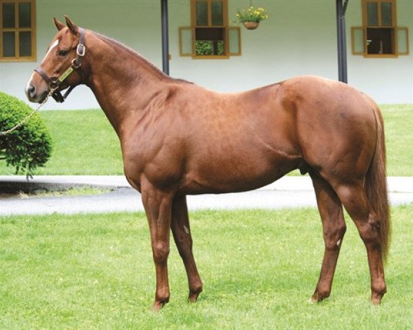 stallion Trappe Shot xx (Thoroughbred, 2007, from Tapit xx)