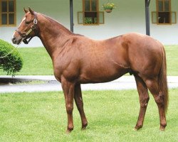 stallion Trappe Shot xx (Thoroughbred, 2007, from Tapit xx)