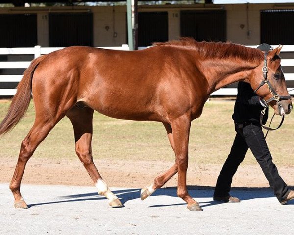 horse Challah xx (Thoroughbred, 2016, from Jimmy Creed xx)