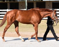 horse Challah xx (Thoroughbred, 2016, from Jimmy Creed xx)