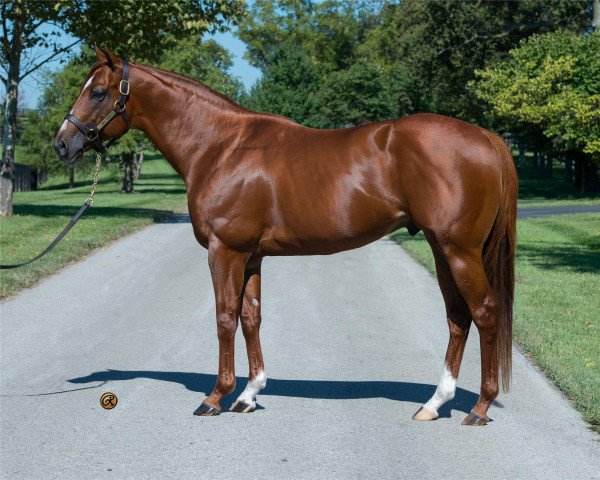 stallion Jimmy Creed xx (Thoroughbred, 2009, from Distorted Humor xx)