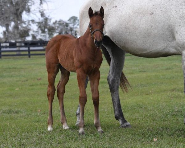 horse Hengst von American Pharoah xx (Thoroughbred, 2017, from American Pharoah xx)