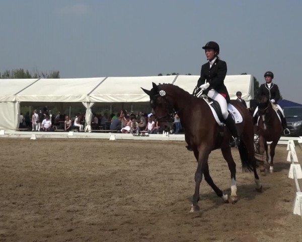 Reitturnier Düren - An der Kuhbrücke 2017