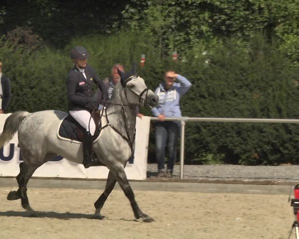Reitturnier Durmersheim-Hardt 2017
