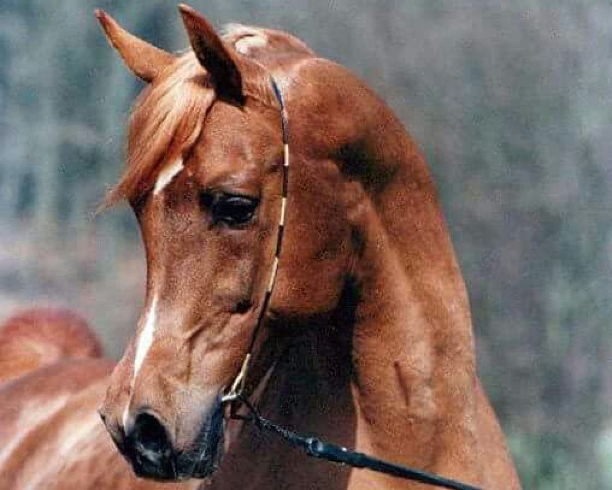 stallion Ken Asam EAO (Arabian purebred, 1987, from El Thay Masoud ox)