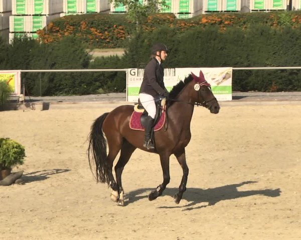 Reitturnier Durmersheim-Hardt 2017