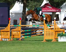 jumper Cavalier Teaca (Irish Sport Horse, 2007, from Glidawn Diamond)