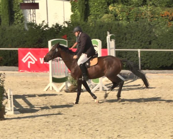 Reitturnier Durmersheim-Hardt 2017