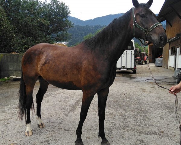 Pferd Domingo (Hannoveraner, 2013)
