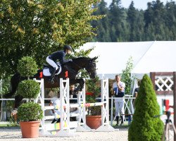 jumper Gio Pé (Hanoverian, 2013, from Gem of India)