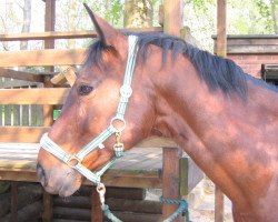 broodmare World Lady (Hanoverian, 1989, from World Cup I)