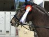 dressage horse Cincinnati Kid 6 (German Riding Pony, 2013, from Cassini)