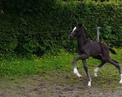 dressage horse Dr. Dre (Oldenburg, 2015, from Dante Weltino Old)