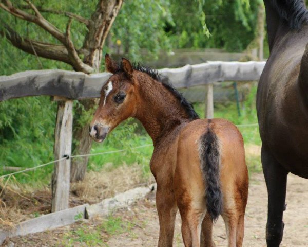 Dressurpferd For Romance x Wind Dancer (Oldenburger, 2014, von For Romance I)