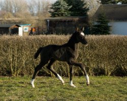 Dressurpferd Dante Weltino x Wind Dancer (Oldenburger, 2013, von Dante Weltino Old)