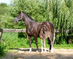 dressage horse Richmond 37 (Oldenburg, 2011, from Royal Classic I)