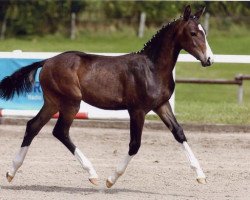 broodmare Sexy Back (Oldenburg, 2007, from Sancisco)