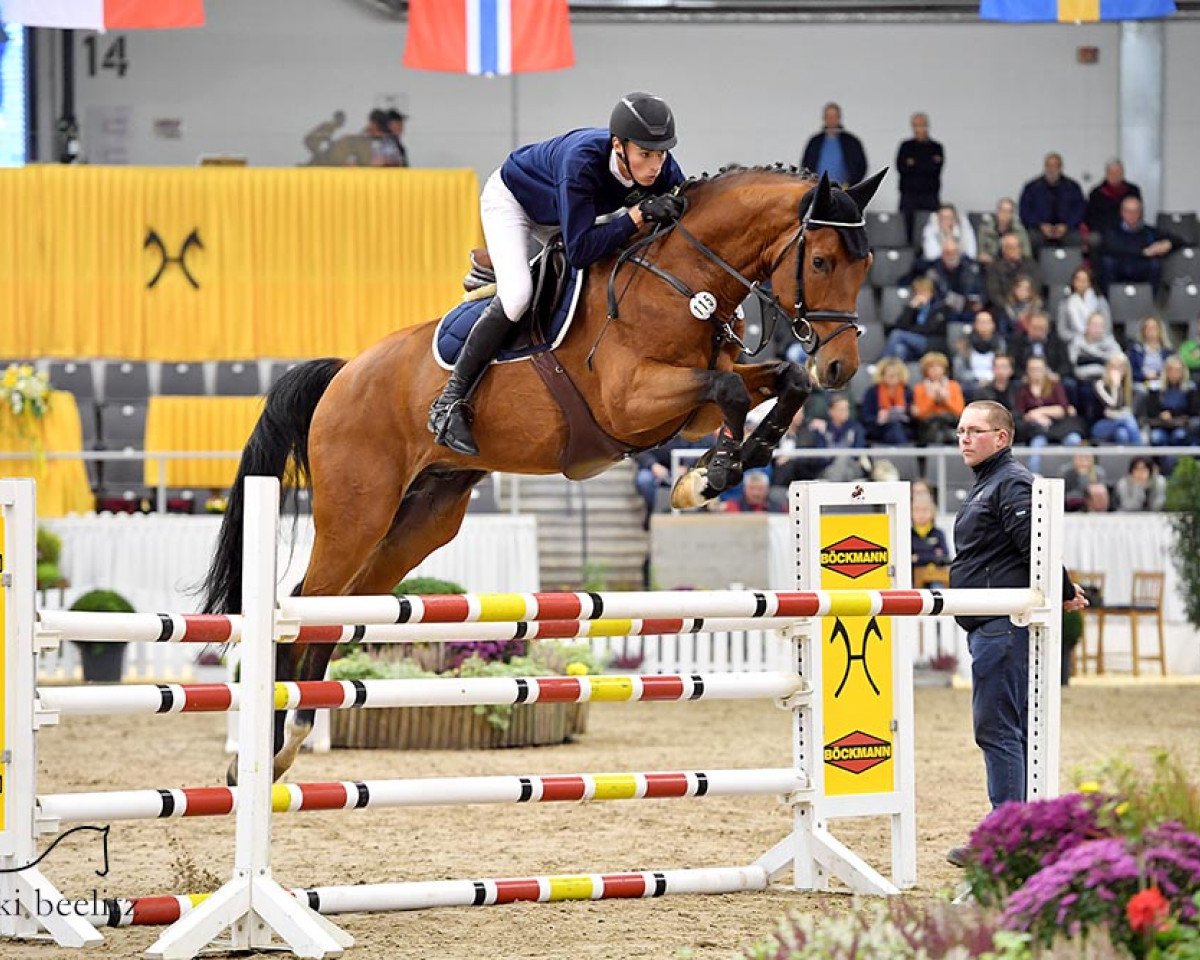 Deckhengst Chilano Blue (Hannoveraner, 2014, von Chaccos' Son)