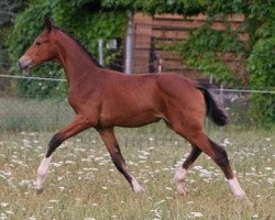 dressage horse Fia (Oldenburg, 2010, from Florencio I)