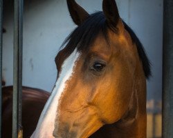 jumper Verdi`s Boy (Oldenburg show jumper, 2008, from Verdi)