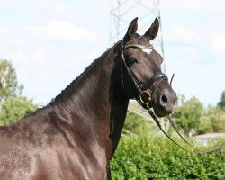 broodmare Wind-Diva (Oldenburg, 2003, from Wind Dancer)