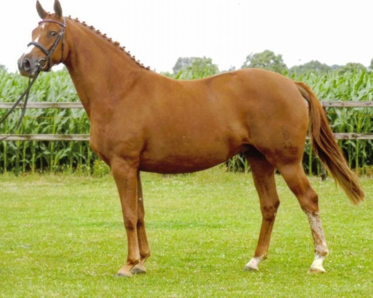 broodmare Sympathie (Oldenburg, 2004, from Quattro B)