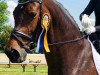 dressage horse Cacharelle 4 (Hanoverian, 2008, from Conteur)