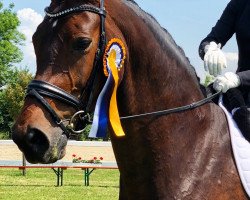 dressage horse Cacharelle 4 (Hanoverian, 2008, from Conteur)