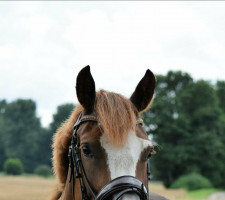 broodmare Weidebusch´s Averdeen (New Forest Pony, 2017, from Kantje's Zappa)