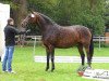 broodmare Salome (Hanoverian, 2003, from Sandro Hit)