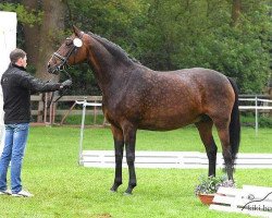 broodmare Salome (Hanoverian, 2003, from Sandro Hit)