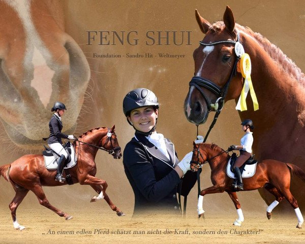 Dressurpferd Feng Shui 5 (Zweibrücker, 2012, von Foundation 2)