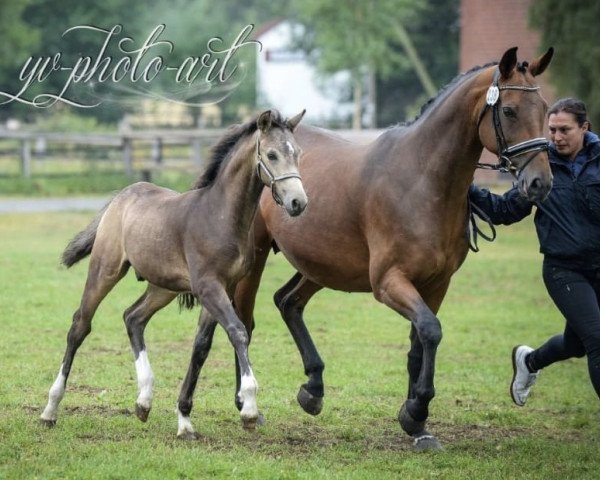 dressage horse SwooDoo MK (German Riding Pony, 2018, from Spring Star's Spirit)