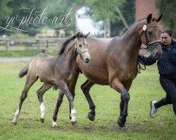 dressage horse SwooDoo MK (German Riding Pony, 2018, from Spring Star's Spirit)